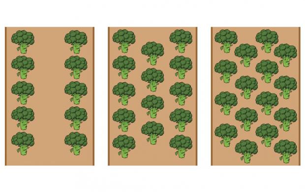 Three diagrams of broccoli being grown in two, three and four rows per bed