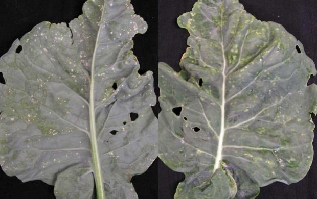On left, underside of a cauliflower leaf with characteristic small white blisters. On right, upper leaf surface with corresponding light green circles.