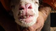 Signs of scabby mouth in a sheep