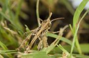Farmers are reminded to check for Australian Plague Locust activity