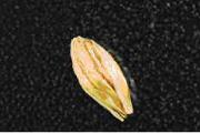 A barley grain showing peeling along the side, giving the appearance that the husk is too small to cover the entire grain
