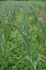 Weeds compete with garlic to reduce yield
