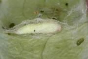 Diamondback moth cocoon within a silk sleeve produced by the larva. Photo courtesy Mike Furlong