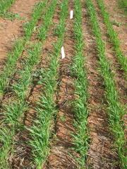 Wheat plot treated with prosulfocarb   s-metolachlor with less than 40 plants/m2.