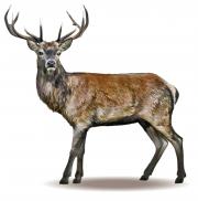 Red male stag
