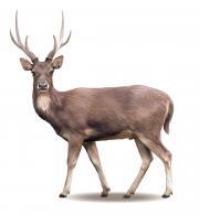 Male stag