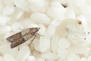 Indian meal moth, adult and larva. Adult brown with grey band, larvae off white with brown head capsule
