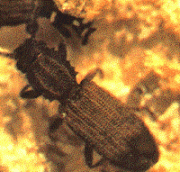 Saw - toothed grain beetle, dark brown in colour to 3.5 mm, with saw like margins on the thorax