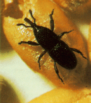 Granary Weevil, black - brown in colour to 5 mm