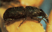 Rice weevil, brown - black in color with a long slender snout. With 4 red brown patches on it's back.