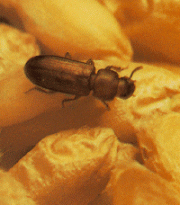 Confused flour beetle, red - brown in colour  to 4 mm