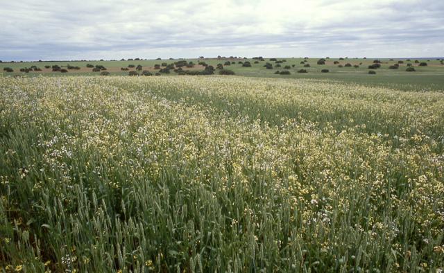 weeds in wheat