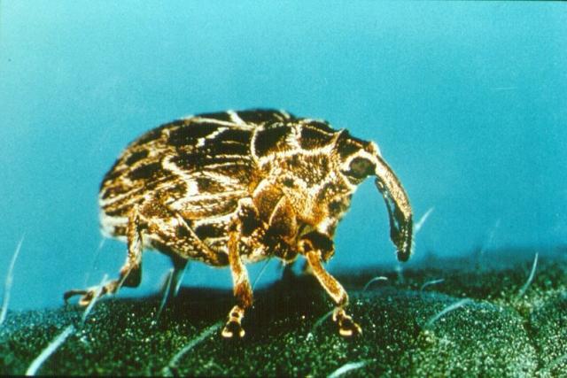 Root weevil biocontrol agent for Paterson's curse