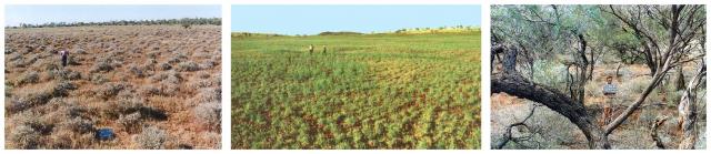 Three photographs of Pilbara pastures in good condition