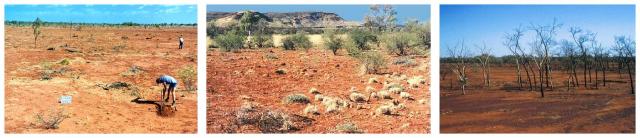 Three photographs of Pilbara pastures in poor condition
