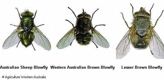The Australian sheep blowfly. It is a copper green colour with reddish eyes. The adult fly is approximately 10mm long and produces a smooth skinned white maggot.