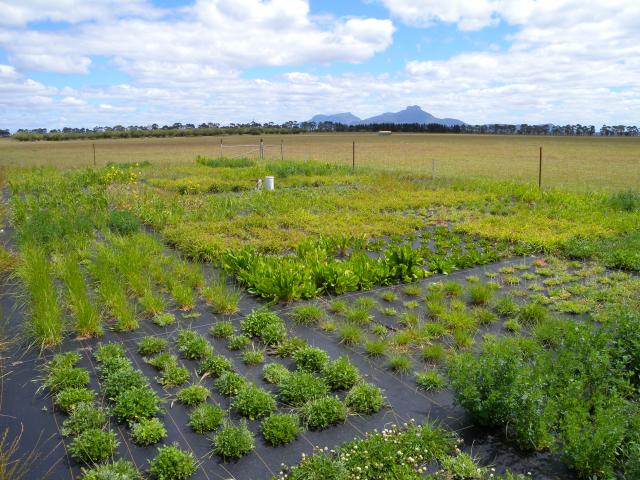 Two months of spring pasture growth at Wellstead WA, photo taken 5 Oct 2012