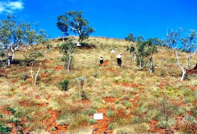 Photograph of a hummock grassland of echidna spinifex with an overstorey of snappy gum in good condition