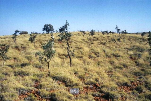 Photograph of a hummock grassland of limestone spinifex in good condition with a few shrubs of kanji