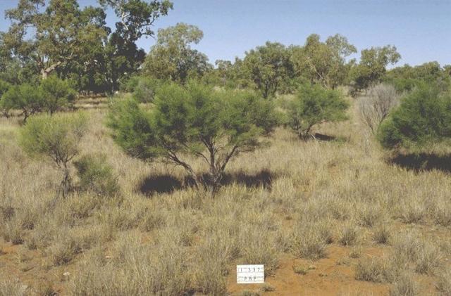 Photograph of a riverine woodland with buffel grass pasture in good condition in the Pilbara