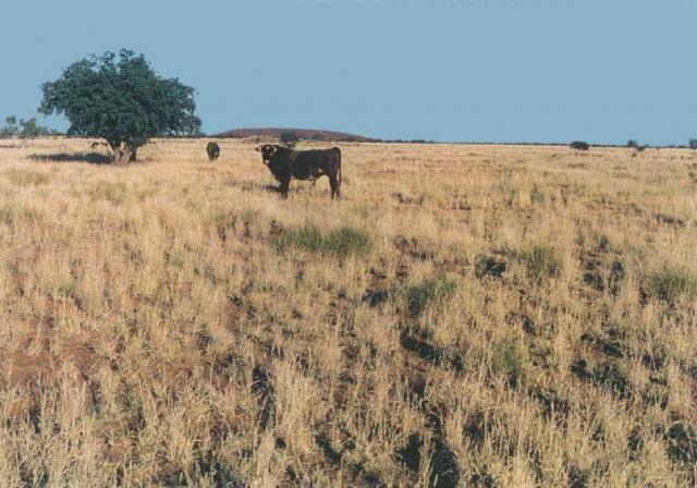 Photograph of an alluvial plain supporting a moderately dense stand of buffel grass in good condition in the Pilbara
