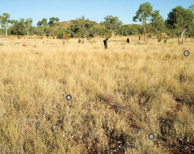 Photograph of arid short grass pasture in good condition