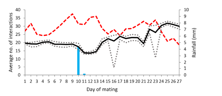 Figure 1: The average number of interactions for all rams across all ewes each day (-), the maximum and minimum number of interactions for all rams across all ewes each day, the maximum temperature and rainfall, recorded over 27 days grazing dry stubble