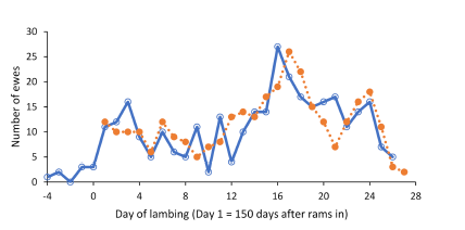 Figure 2: Daily frequency of ewe actual day of lambing (solid line) compared to predicted day of lambing (dotted line) based on the maximum daily interactions ratio (n = 317).