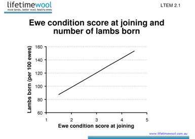Figure 6: Ewe condition score at joining and number of lambs born (source: lifetimewool).