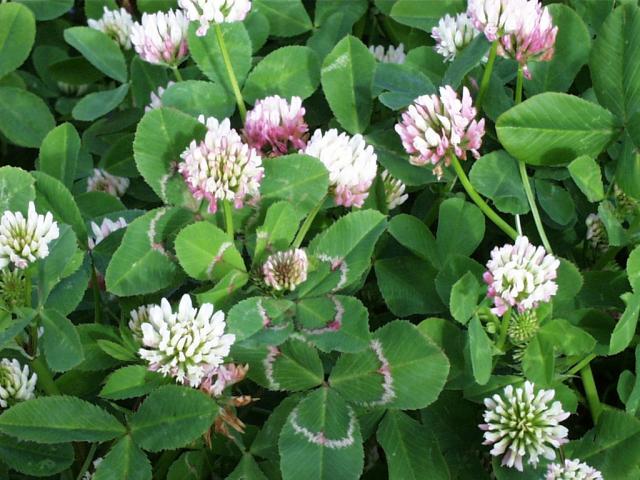 Photograph of the variable leaf markings and white to pink flower colour of balansa clover