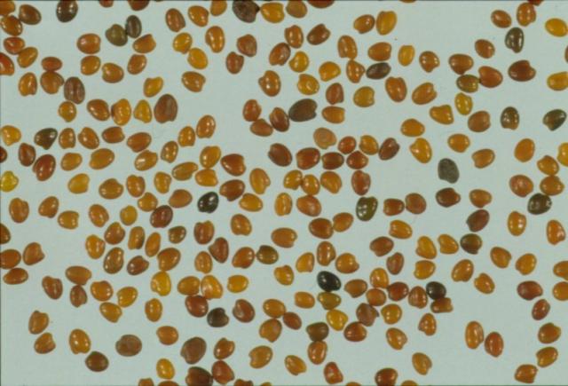 Close up photograph of the samll yellow-brown balansa seed