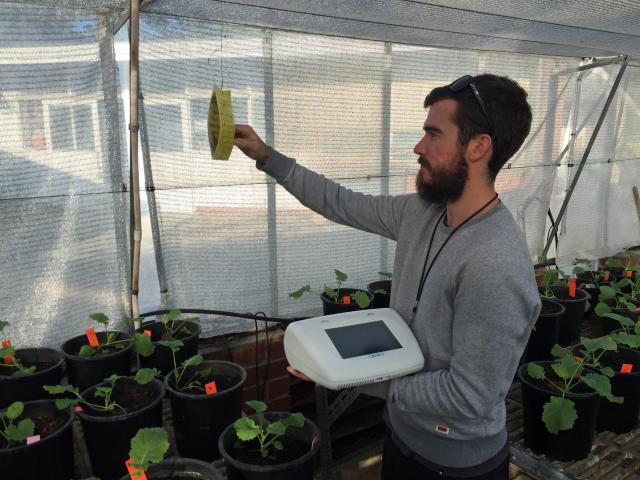 DAFWA Research Officer Ben Congdon, assessing virus spread by aphids using LAMP