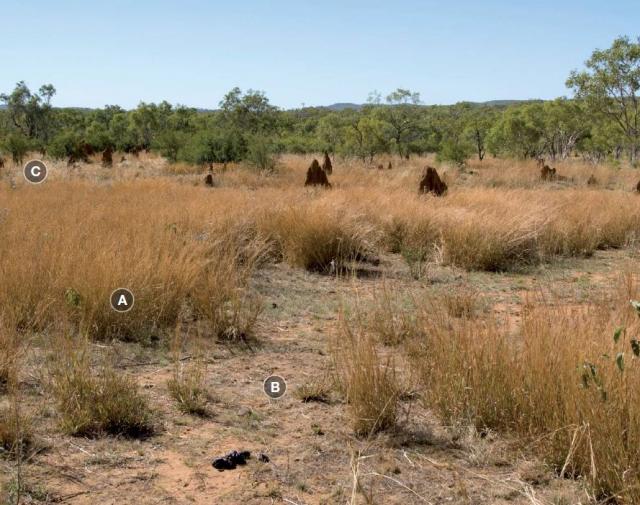 Photograph of black speargrass pasture in fair condition in the Kimberley