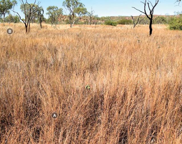 Photograph of black speargrass pasture in good condition in the Kimberley