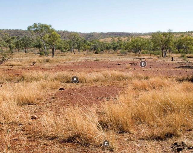 Photograph of black speargrass pasture in poor condition in the Kimberley