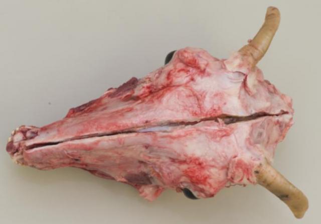 Making a dorsal midline cut through the bone from the nose to the foramen magnum.