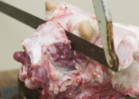 Sawing vertically in a line 1 cm rostral to external ear canal and extend the cut through the bone.