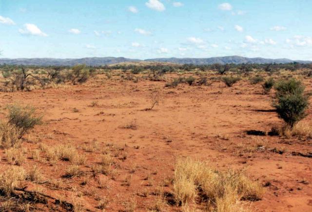 Photograph of a buffel grass pasture in poor to fair condition in the Pilbara