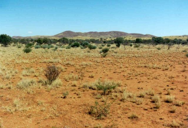 Photograph of a buffel grass pasture in fair condition on an alluvial plain in the Pilbara