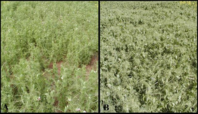 Photo - comparing a pea plot with high PSbMV infection levels (left) with one with negligible infection levels (right)
