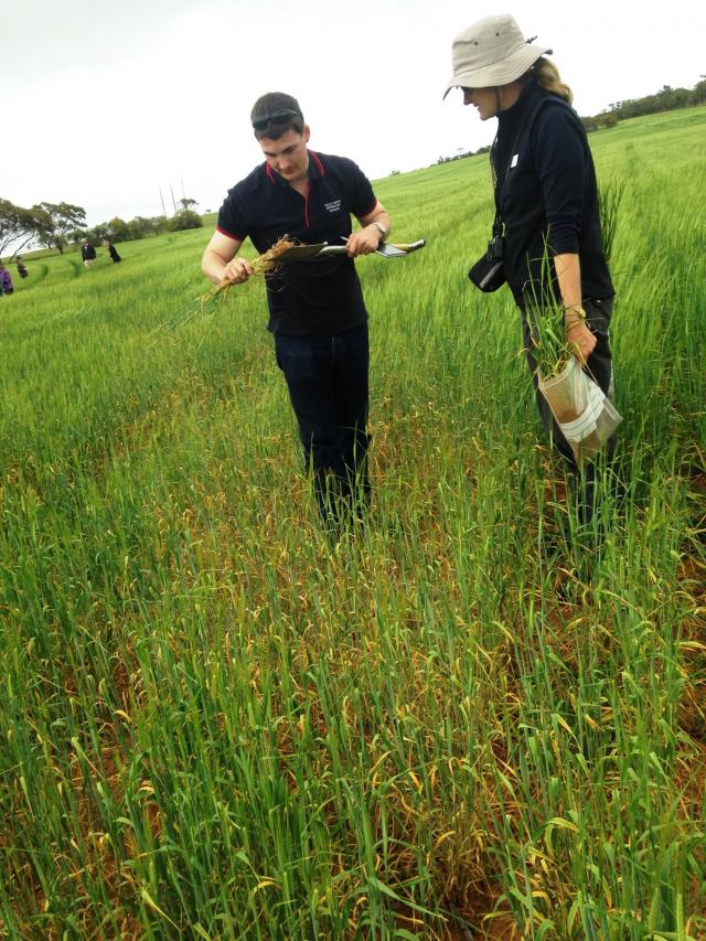 Carla Wilkinson DPIRD nematology researcher and Josh Fanning (DPI Victoria) investigating a nematode infested cereal crop near Moora.