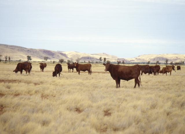 Cattle in field grazing