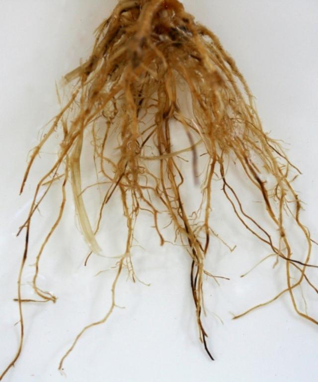 Figure 3. RLN alongside rhizoctonia symptoms in cereal roots