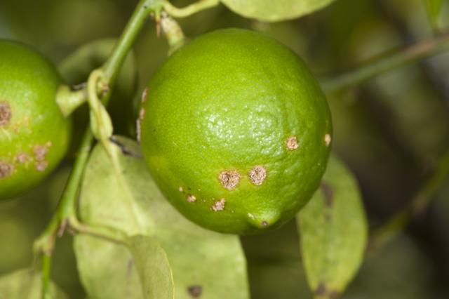 citrus fruit showing citrus canker damage