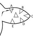 Positions of an earmark