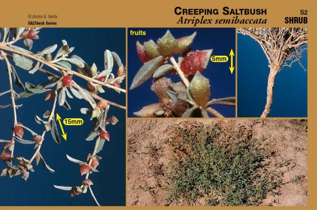 Photographs of creeping saltbush plant and components from SALTdeck