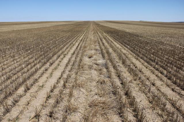 Figure 2. The rows in the centre of this image were not sown due to a blockage in the machinery, this has given the effect of a wide row spacing that has consequently given rise to a robust stand of brome grass. (Photo courtesy: Glen Riethmuller)