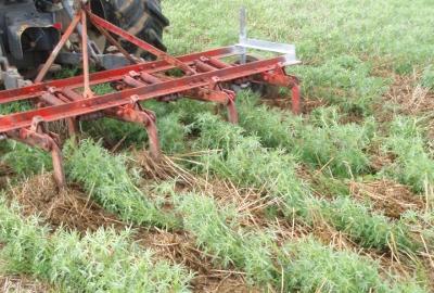 Cultivating the inter-row of lupins