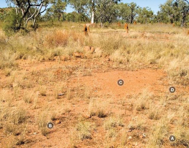 Photograph of curly spinifex plain pasture in poor condition