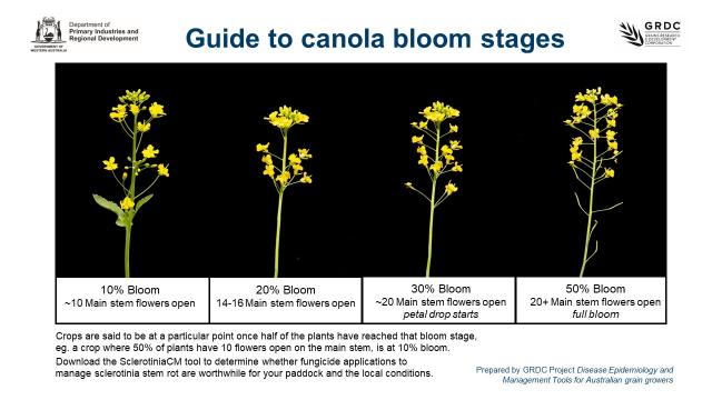 Guide to canola bloom stages
